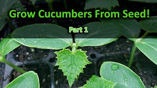 How To Grow Cucumbers Part 1  Seeding [upl. by Esadnac]