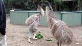 Kangaroo vs Emu FIGHT [upl. by Gardal226]