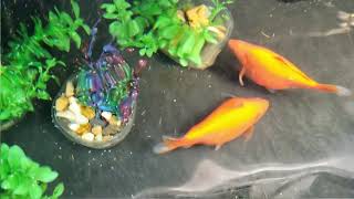 Goldfish Spawning Mating and Laying Eggs [upl. by Leanard]