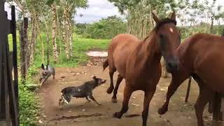 🐕‍🦺 Boyero australiano trabajando  Perros Arreando Caballos  Boyero Australiano 🐴 [upl. by Ilesara]