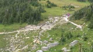 Grizzly Bear vs Hikers in Glacier National Park [upl. by Hendrik]