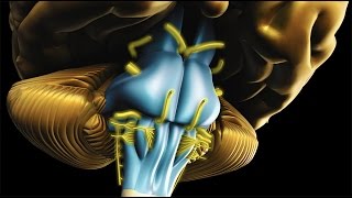 Neuroanatomy  The Brainstem [upl. by Loggia]