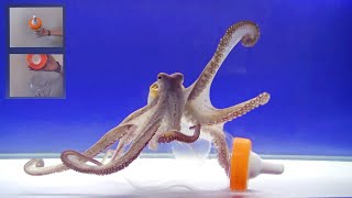 Octopus Intelligence Experiment Takes an Unexpected Turn [upl. by Oliric]