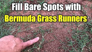 Fix Bare Spots Bermuda Grass with Runners [upl. by Annairdna]