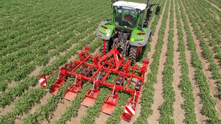 Mechanical weed control  GRIMME GH 4 Eco [upl. by Mairb224]