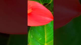 Anthurium Wagawa ❤️🌺 ඇන්තූරියම් පැල විකිණීමට ඇත [upl. by Gomar]