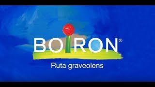 Ruta graveolens [upl. by Fronia]