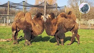 Bactrian Camels [upl. by Aisac316]