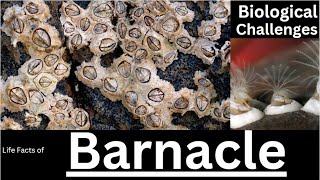 Barnacle [upl. by Darbee]