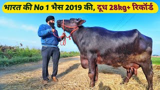 28Kg MilK Record HolderNo1 Murrah Rani Buffalo in 2019Kang Dairy Farm Tarntaran [upl. by Aldridge]