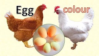 Egg colour white brown speckled blue  what makes the difference [upl. by Nimesh]