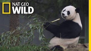 Giant Pandas 101  Nat Geo Wild [upl. by Nonnel856]