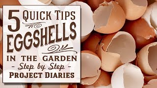 ★ How to Use Eggshells in the Garden 5 Quick Tips [upl. by Nevla]