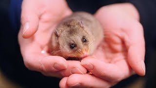 Mountain Pygmypossum our coolest possum [upl. by Northrup782]