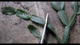 How To Propagate Christmas Cactus Cuttings SIMPLE AND EASY [upl. by Eellehs115]