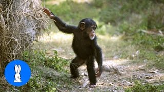 Cuddly Baby Chimpanzees  Cutest Compilation [upl. by Ibob852]