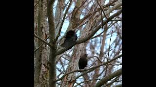 Brownheaded Cowbird Calling  Bird Calls and Sounds  A Bird Sitting In A Tree  shorts [upl. by Naerb506]