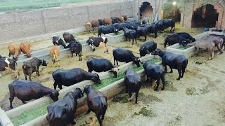 Perfect buffalo farm in Pakistan [upl. by Ahsela]