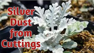 How to grow Silver Dust Dusty Miller  plant from cuttings  SA Gardening [upl. by Lynda]