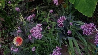 Growing Verbena Bonariensis [upl. by Nospmoht]