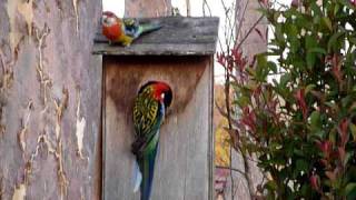 Eastern Rosella Family [upl. by Eendyc]