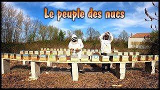 Une Saison aux Abeilles  peuplade nucléine [upl. by Bedelia]