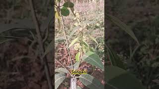 Sonpari Mango Plant BloomsJnanranjan4u [upl. by Nairahcaz]