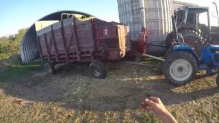 Unloading International 51 Silage wagon of chopped corn 2016 [upl. by Waylan52]