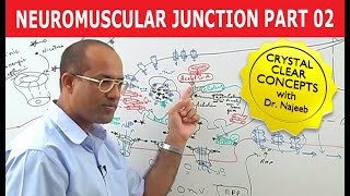 Neuromuscular Junction  Dr Najeeb  Part 22 [upl. by Nylsej218]