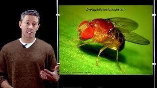 Online Developmental Biology Introduction to Drosophila [upl. by Traweek]