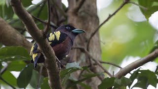 Banded Broadbill Eurylaimus javanicus [upl. by Ymeon]