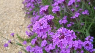 Why you should grow Verbena rigida [upl. by Jaffe749]