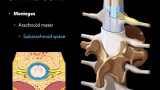 Spinal cord Meninges [upl. by Haig]