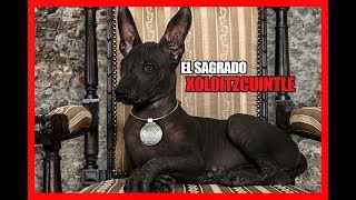 La HISTORIA del xoloitzcuintle  Perro sagrado MEXICANO [upl. by Maribel674]