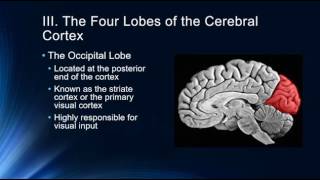 Introduction to the Cerebral Cortex [upl. by Louanne893]