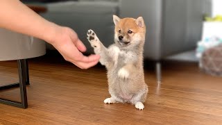 2MonthOld Shiba Inu Puppy Compilation [upl. by Nelrsa]