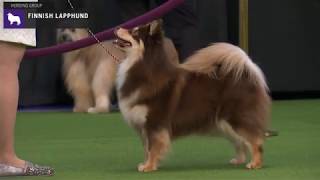 Finnish Lapphunds  Breed Judging 2020 [upl. by Nnaylrebmik]