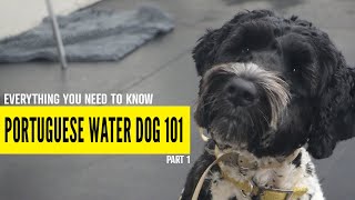 Portuguese Water Dog Pros And Cons SHOCKING [upl. by Adnawaj647]