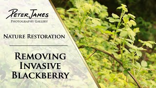 Invasive Blackberry Removal  THIS WORKS [upl. by Etiragram447]