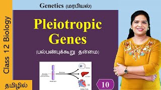 Pleiotropic genes Pleiotropy  Genetics Class 12 in Tamil [upl. by Norga]