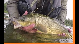 Fly fishing for Yellow Fish in the Vaal River [upl. by Ahsilyt]