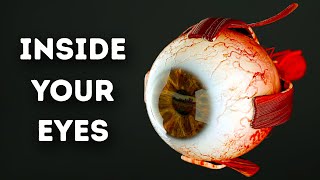 What Happens Inside Your Eyes  3D Animation [upl. by Sylvanus880]