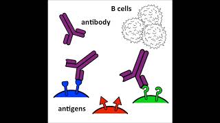 Antibodies and bacteria [upl. by Allets638]