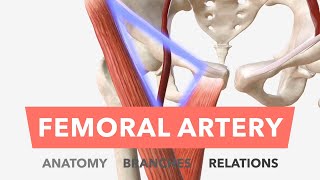 Femoral Artery  Anatomy Branches amp Relations [upl. by Landa146]