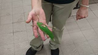 Noisy katydid [upl. by Costanza]