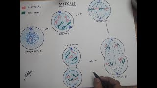 how to draw mitosis [upl. by Adner43]