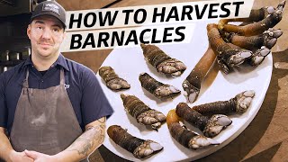 How to Harvest and Cook Gooseneck Barnacles — Deep Dive [upl. by Garland]