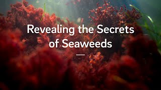 Revealing the Secrets of Seaweeds [upl. by Atekram]