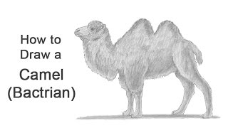 How to Draw a Camel Bactrian [upl. by Eisdnil]