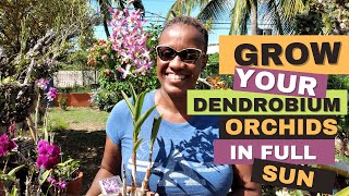 How to Grow Dendrobium Orchids in Full Sun  Orchid Care for Beginners [upl. by Attenor]